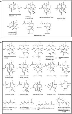 Detailed Phytochemical Analysis of High- and Low Artemisinin-Producing Chemotypes of Artemisia annua